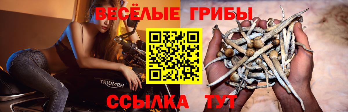 Псилоцибиновые грибы мухоморы Тамбов